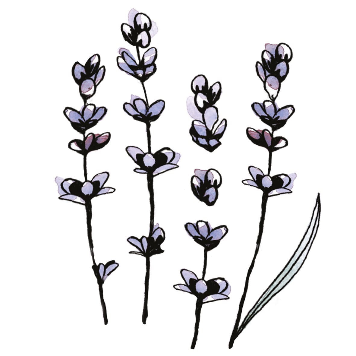 HUILE ESSENTIELLE LAVANDE FINE – Image 3